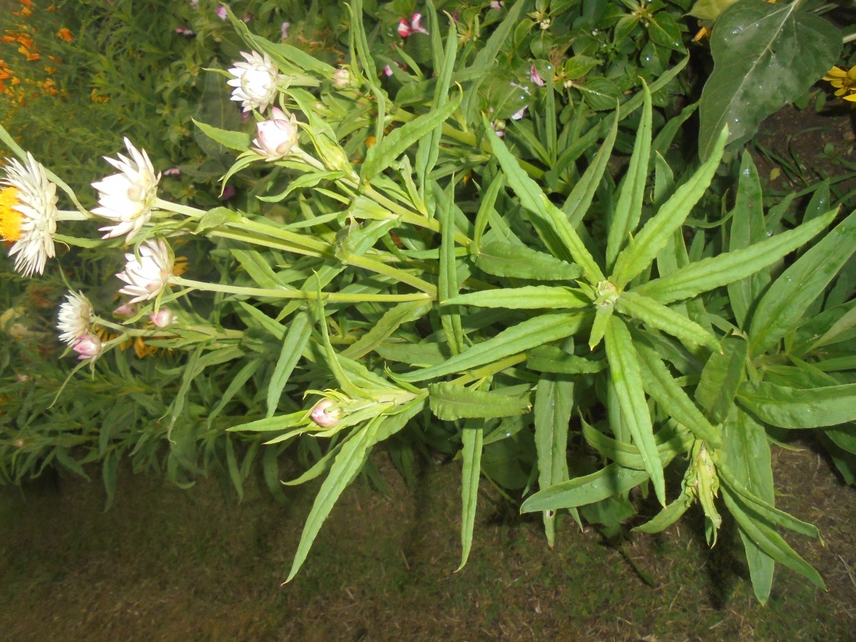 Xerochrysum bracteatum (Vent.) Tzvelev